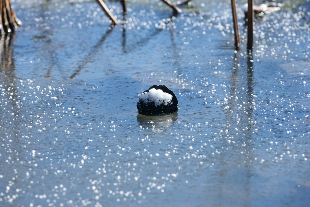 氷の中に