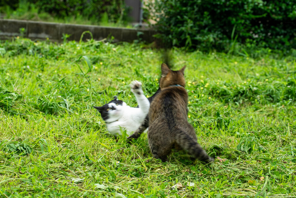 やるか