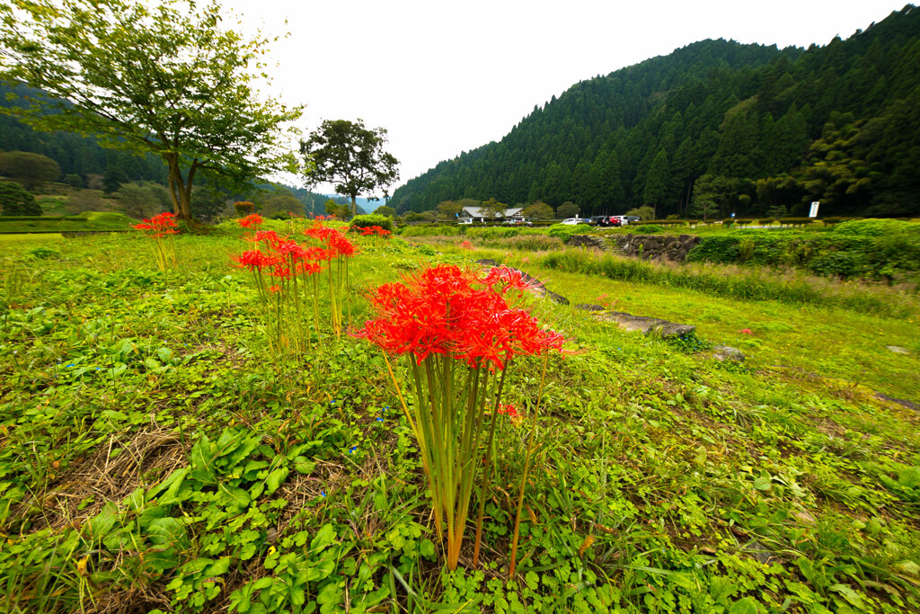 彼岸花