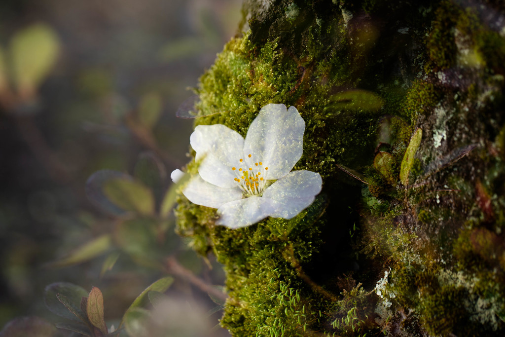 造花