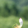 黄昏