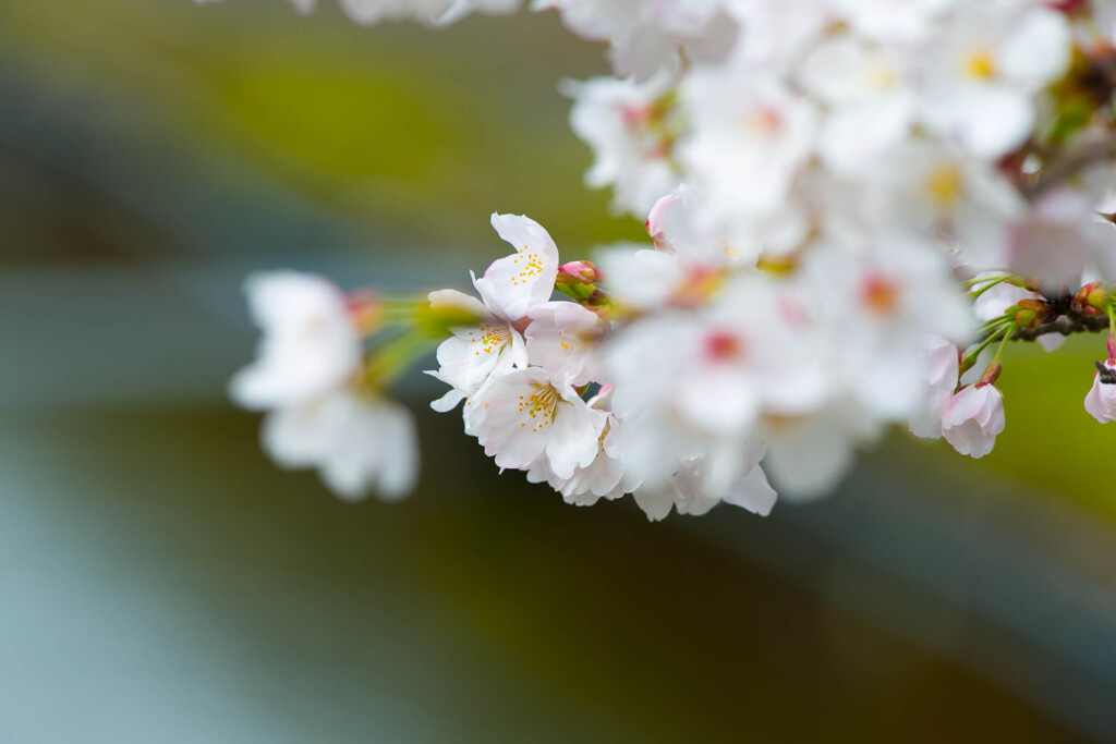 川桜