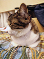耳飾り