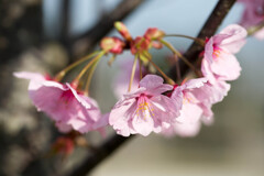 朝の桜