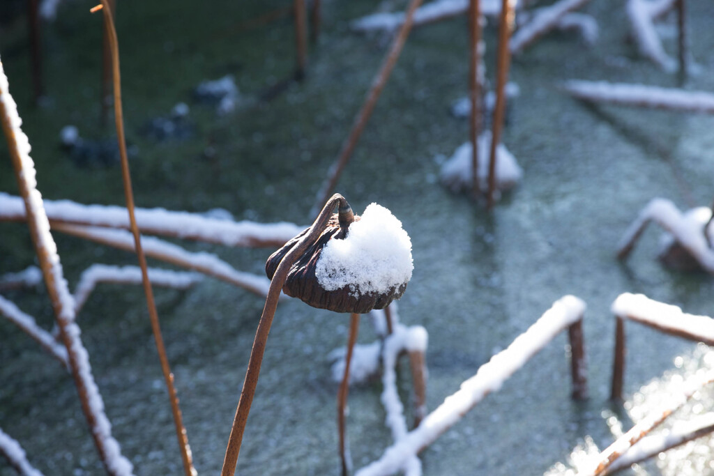 雪帽子