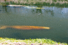 川の中でスイスイ