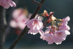 朝方の桜