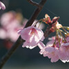 朝方の桜