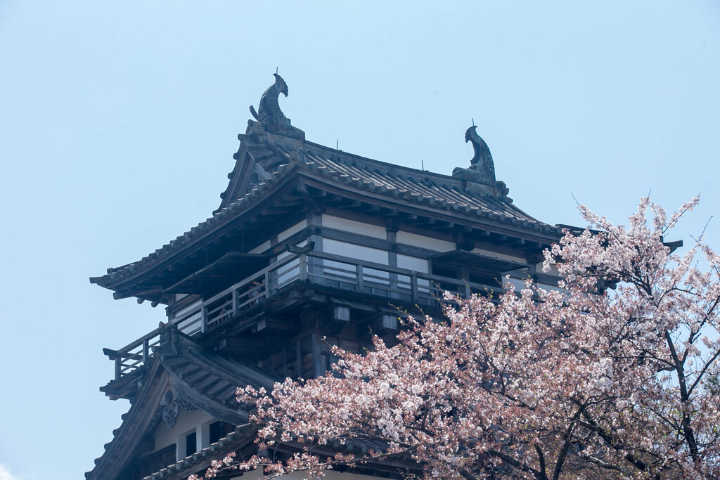桜と城