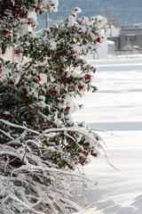 雪の衣