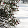 雪の衣