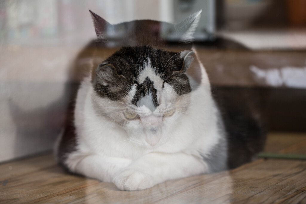 猫又