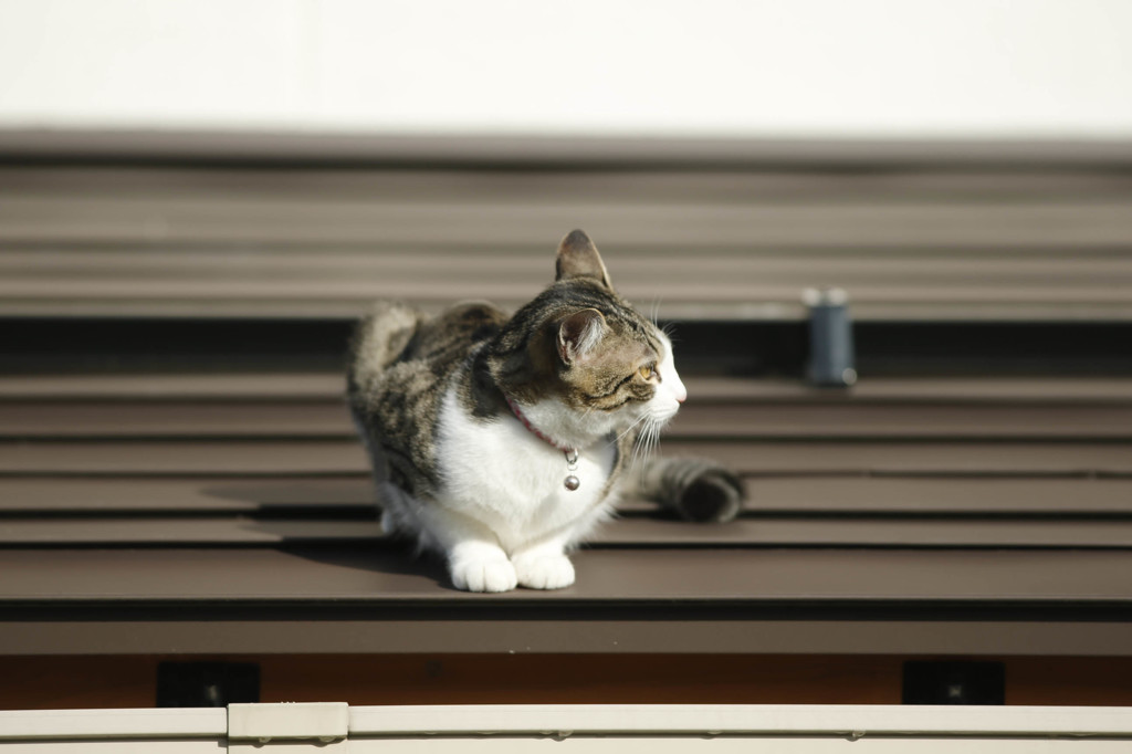 何だろお