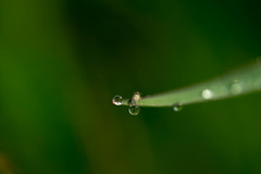 水玉