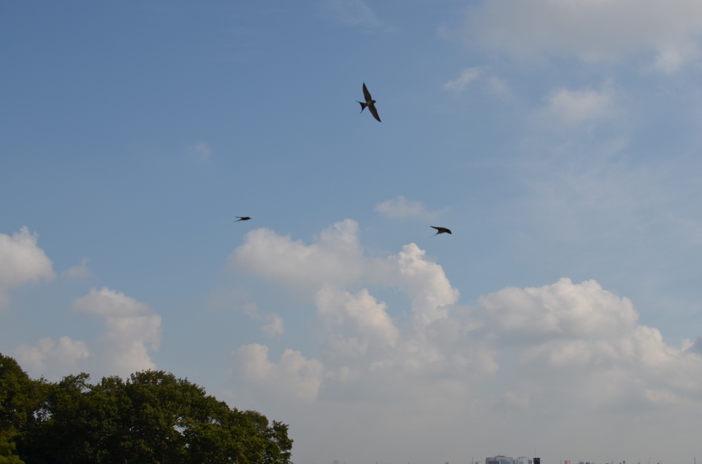 晩夏の空を悠々と翔るツバメ家族