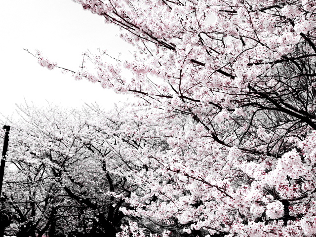昭和記念公園１