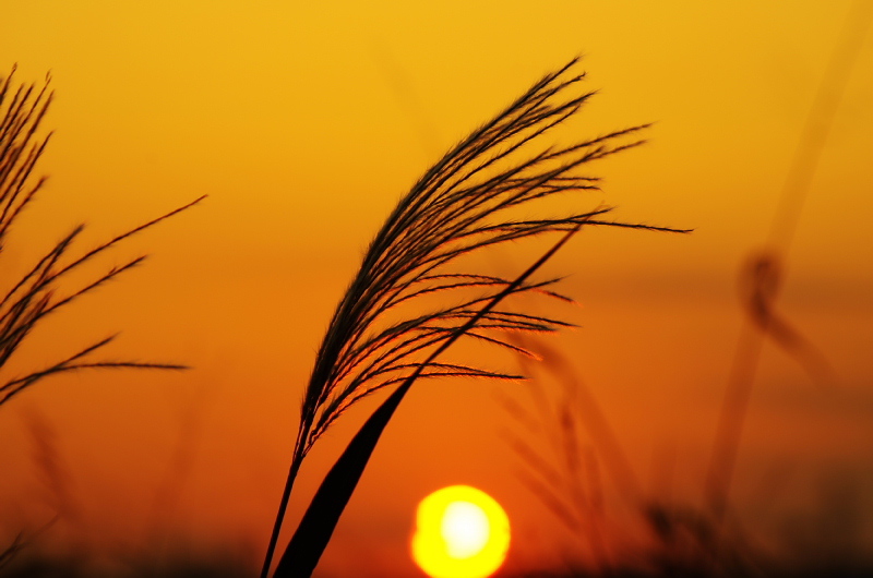 夕焼けの薄