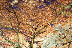 花満開