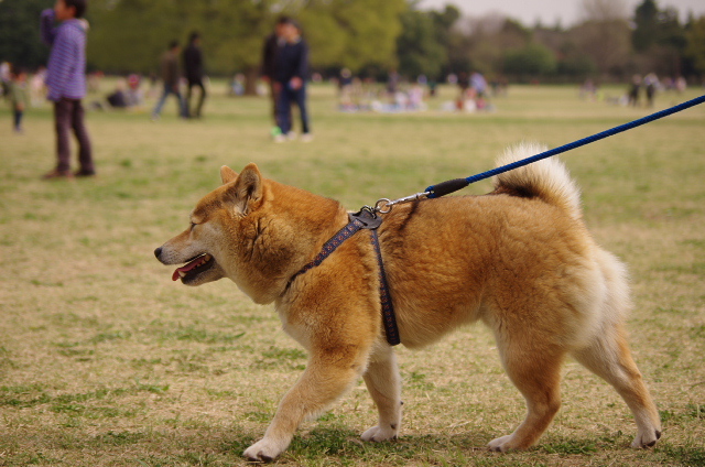犬