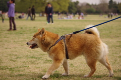 犬