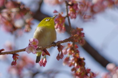 早桜