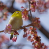早桜