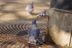 ハトの水飲み３