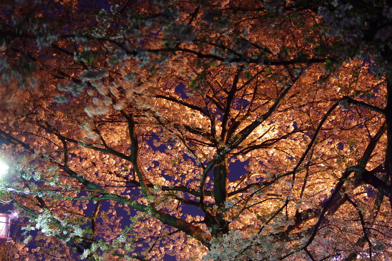 夜桜花見