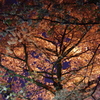 夜桜花見