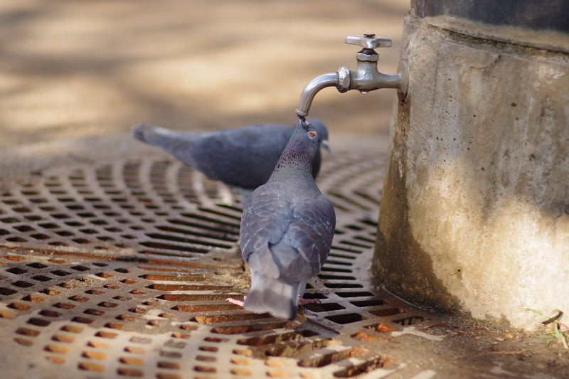ハトの水飲み２