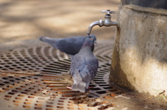 ハトの水飲み２