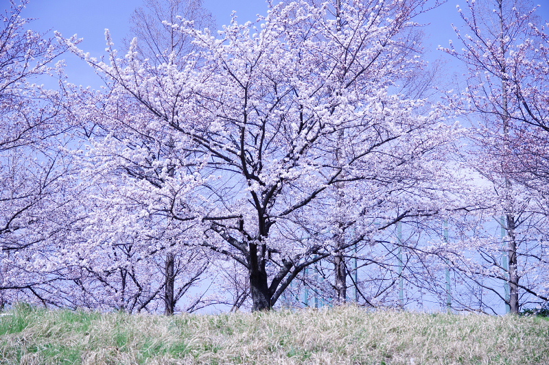 桜