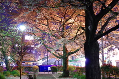 駅前の夜桜