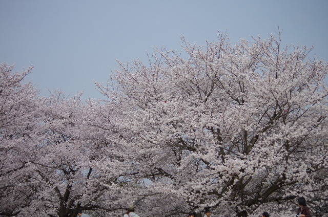 昭和記念公園３