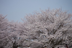 昭和記念公園３