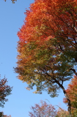 緑から紅へ