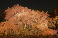 しだれ桜