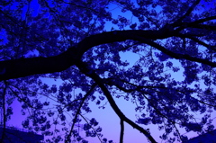 夜桜になる前に・・