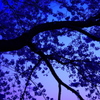夜桜になる前に・・