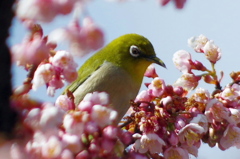 小春