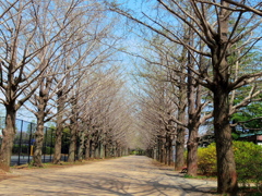 昭和記念公園