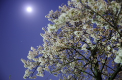 月と桜