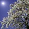 月と桜