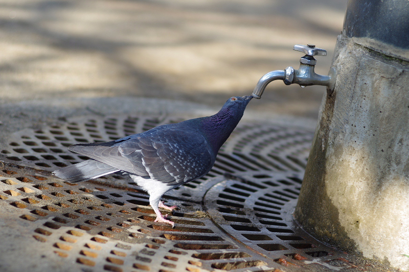 ハトの水飲み１