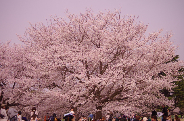 昭和記念公園４