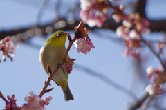春よ来い