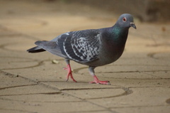 鳩さん