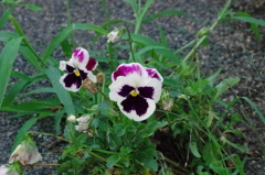 小さな小さな花畑