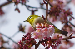 早桜とメジロ