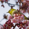 早桜とメジロ